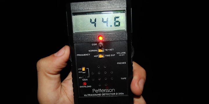 Fledermausdetektor in Hand